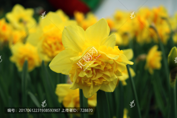 黃色花朵