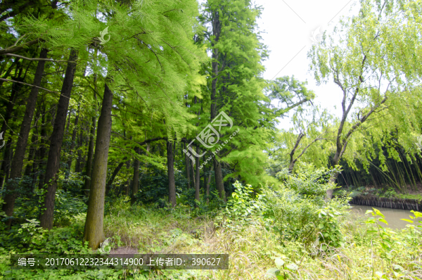 樹林