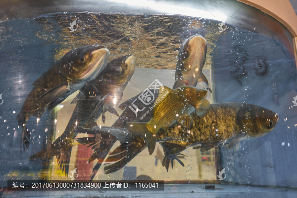 活魚(yú)