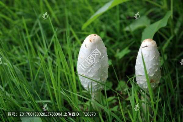 草地,野生菌