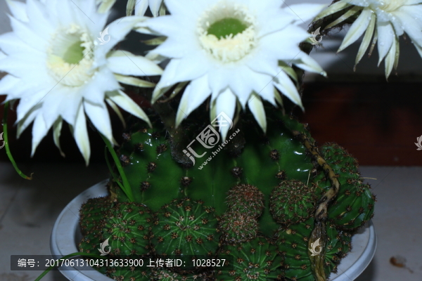 仙人球