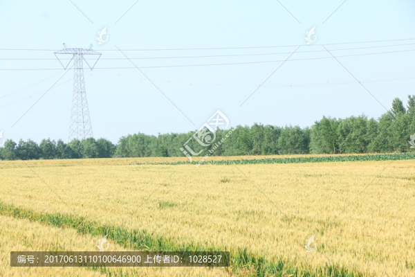 麥田