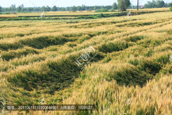 麥田