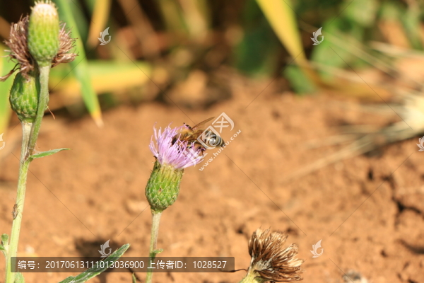 蜜蜂