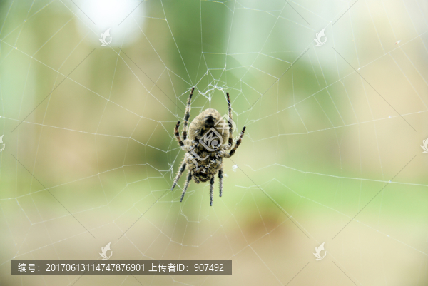蜘蛛
