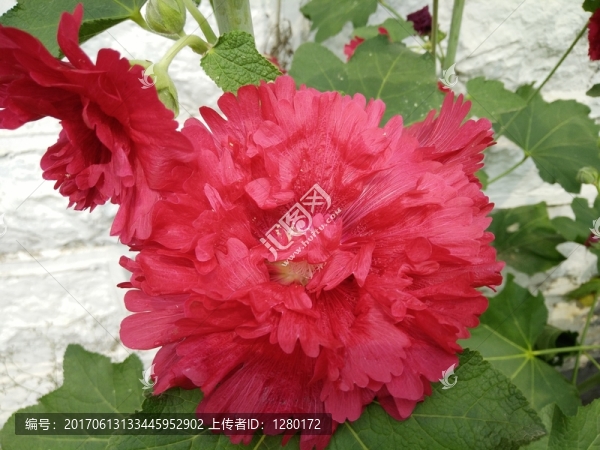 蜀葵花