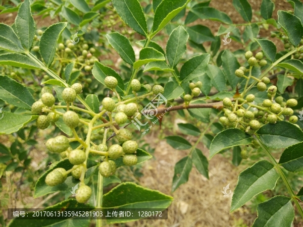 青花椒
