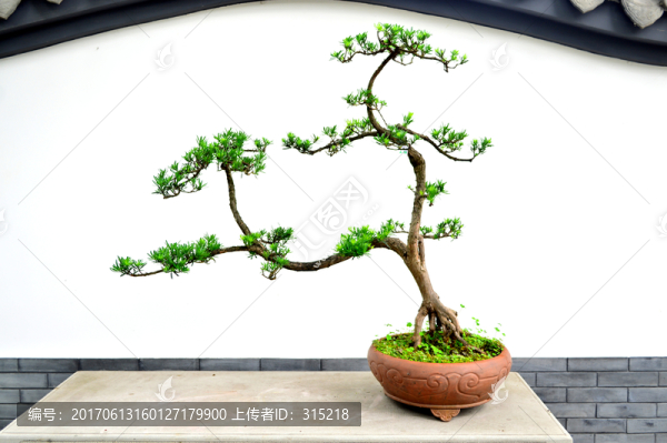 盆景盆栽