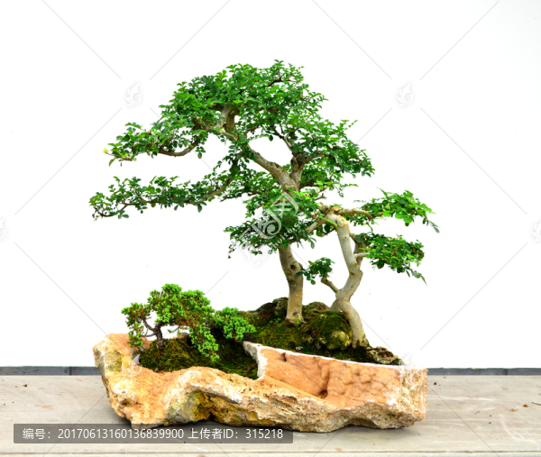 盆景盆栽