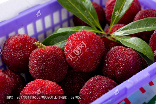 楊梅