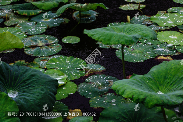 雨荷,荷花池