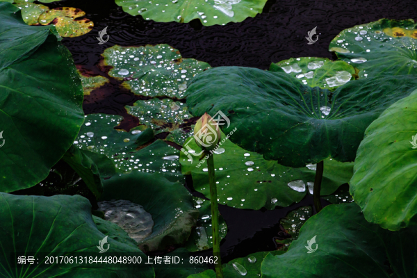 雨天,荷塘
