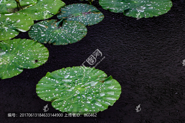 雨天荷葉,荷葉