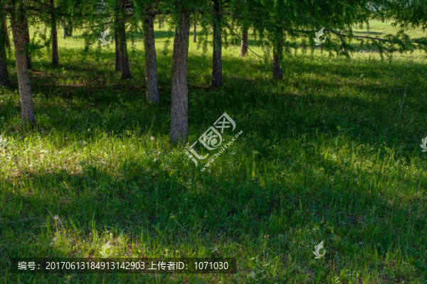 樹(shù)林草地