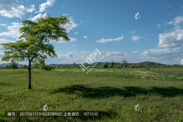 榆樹草地