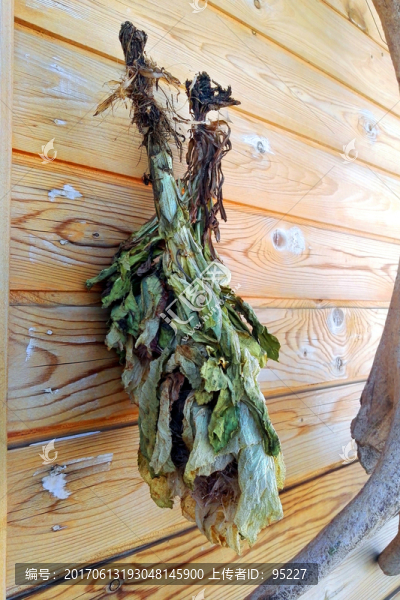 靈芝草,天山靈芝,仙草