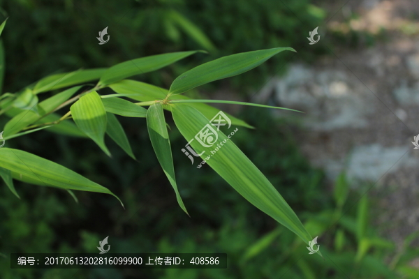 竹葉,竹葉素材