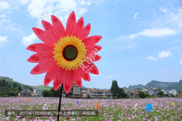 粉紅色向日葵,花園