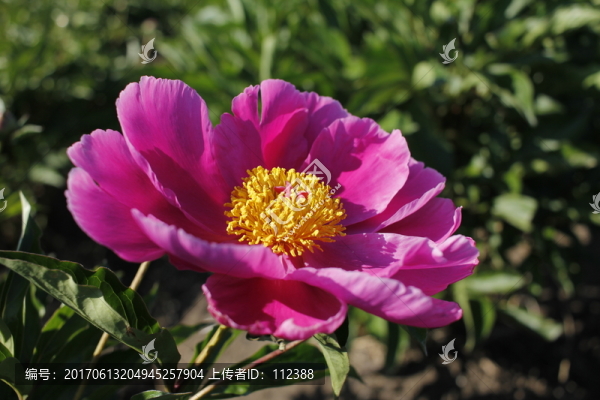 大芍藥,芍藥花,藥材,紅芍藥