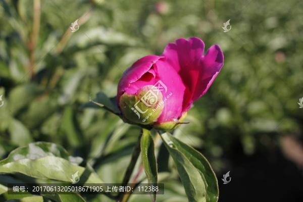大芍藥,芍藥花,藥材,紅芍藥