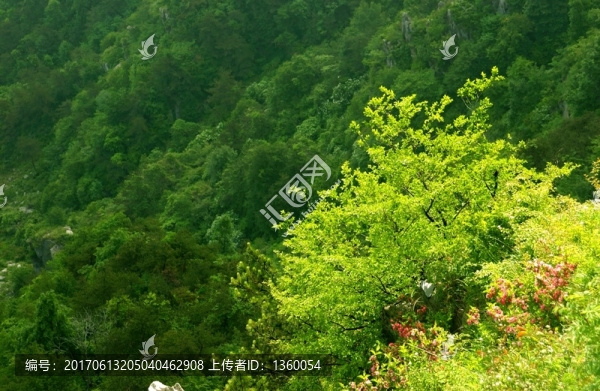 山林,植被,風景