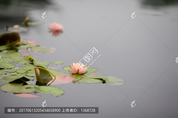 睡蓮