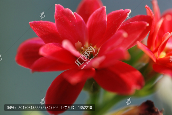 長壽花