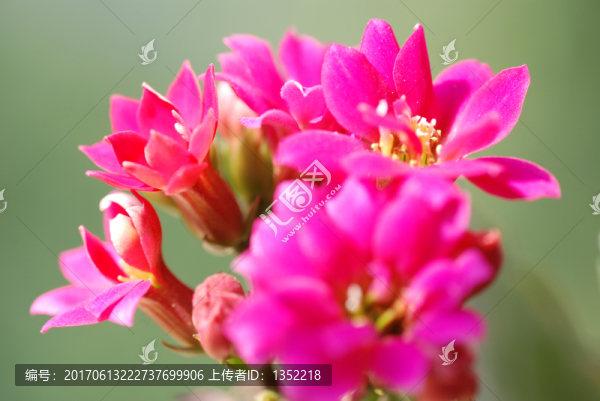長壽花