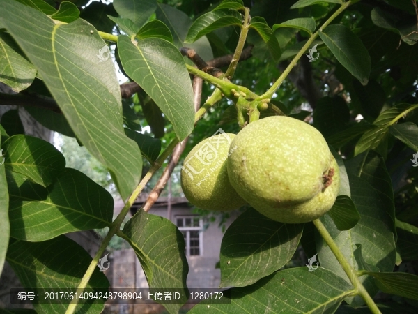 核桃樹(shù)