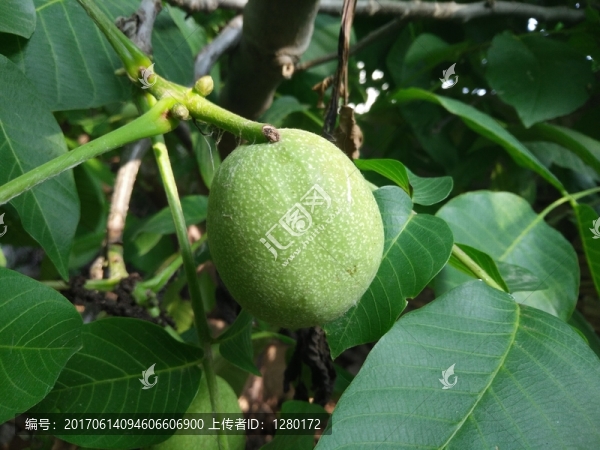 一個(gè)核桃