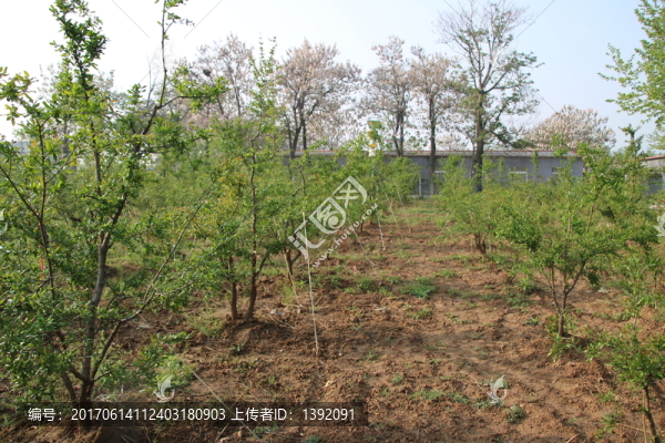 石榴果園