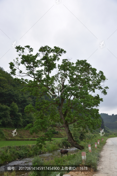 綠樹