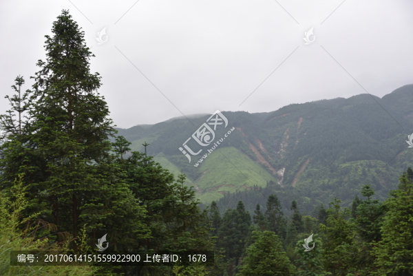 山林樹木