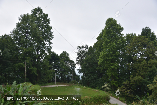 鄉(xiāng)間田野