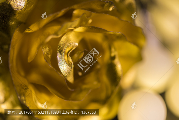 金色玫瑰特寫
