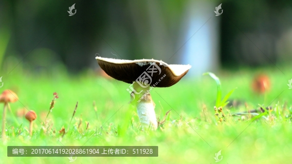 野生菌