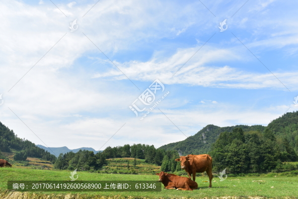 草原動物
