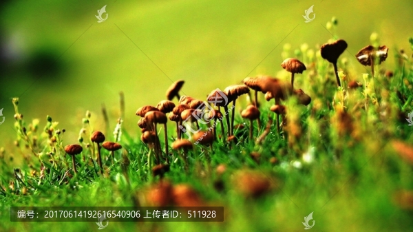 野生菌菇