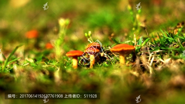 野生菌菇