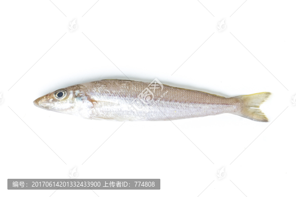 沙尖魚