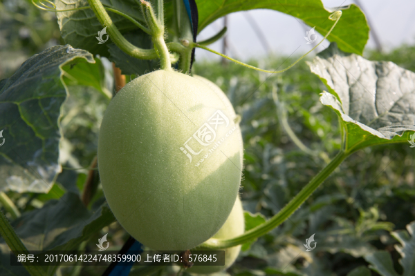 香瓜