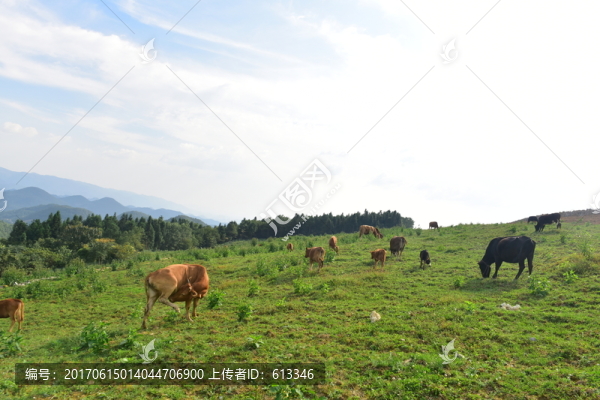 草原牧場
