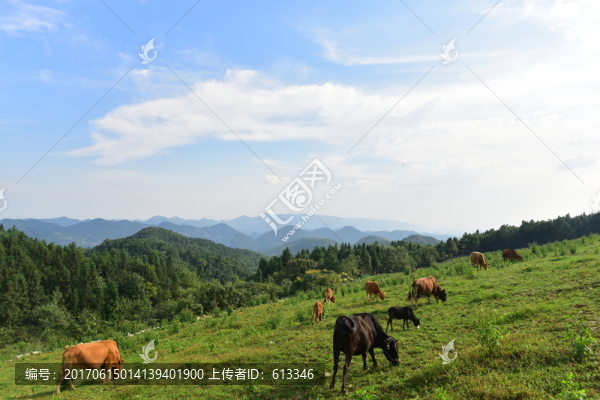 草原牧場(chǎng)