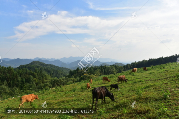 草原牧場