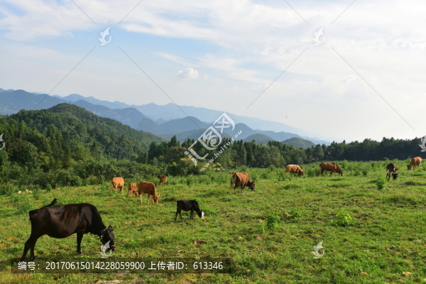 農(nóng)場草地