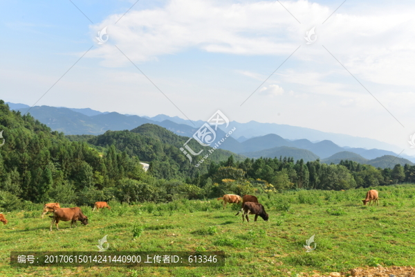 農(nóng)場草地