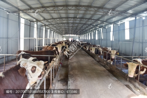 養(yǎng)殖場奶牛