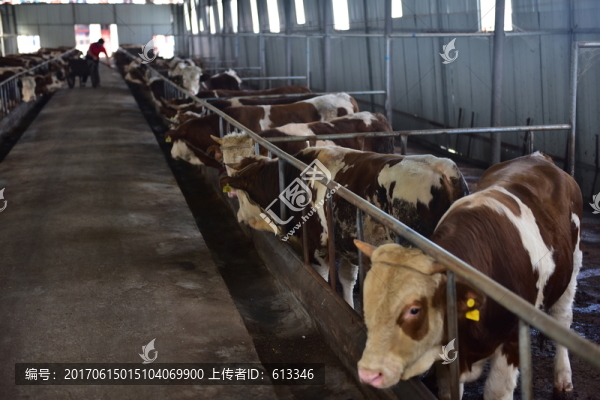 養(yǎng)殖場(chǎng)養(yǎng)牛