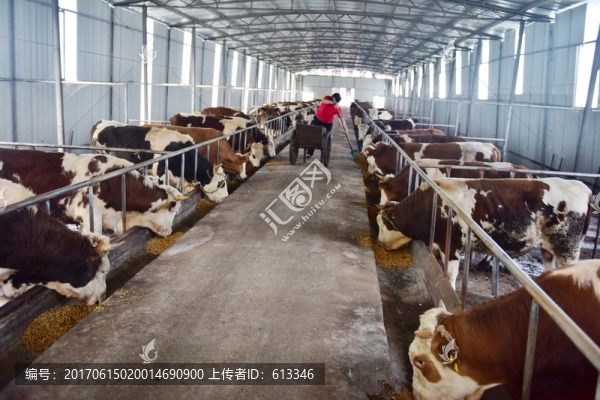 牛圈家禽