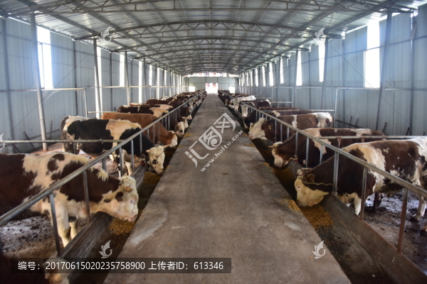 農(nóng)業(yè)牲畜